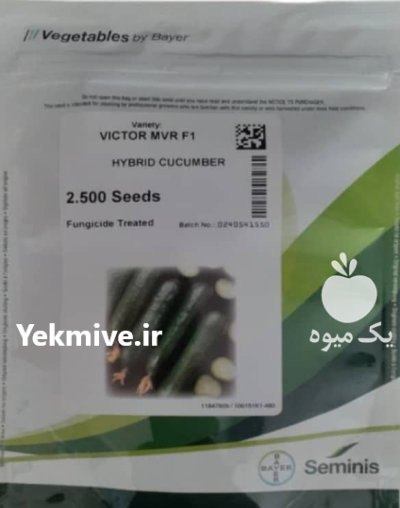 فروش بذر خیار ویکتور در ساری در گروه خرید و فروش بذر خیار در یکمیوه -عکس1
