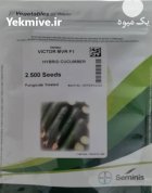فروش بذر خیار ویکتور در ساری در گروه خرید و فروش بذر خیار در یکمیوه