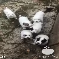 قیمت خرید توله الابای در تهران در گروه سگ و گربه در یکمیوه