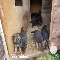 فروش سگ ژرمن شپرد توله در تهران در گروه سگ و گربه در یکمیوه