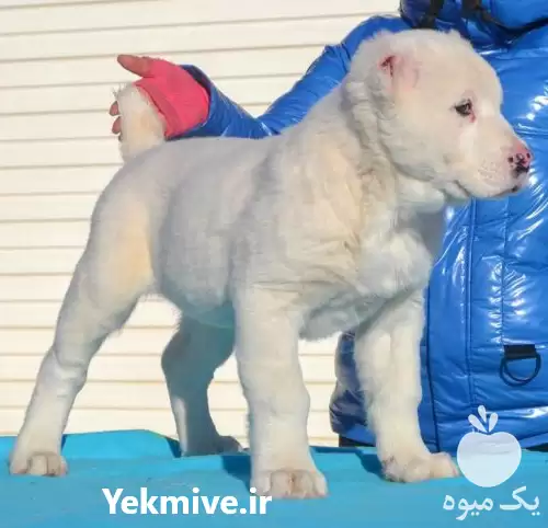 فروش توله الابای سفید در تهران در گروه سگ و گربه در یکمیوه -عکس1