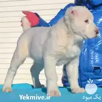 فروش توله الابای سفید در تهران در گروه سگ و گربه در یکمیوه