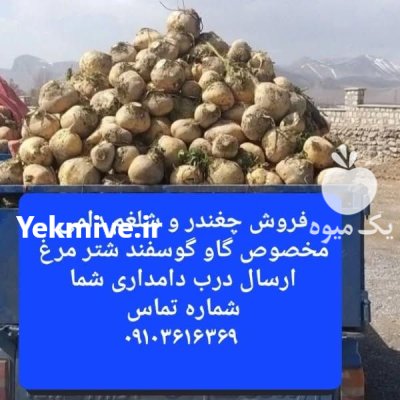 فروش چغندر و شلغم دامی گاو در اصفهان در گروه خرید و فروش چغندر در یکمیوه -عکس1