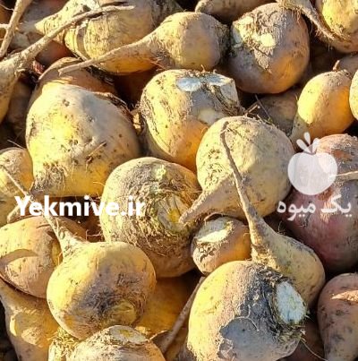 فروش چغندر و شلغم دامی گاو در اصفهان در گروه خرید و فروش چغندر در یکمیوه -عکس2