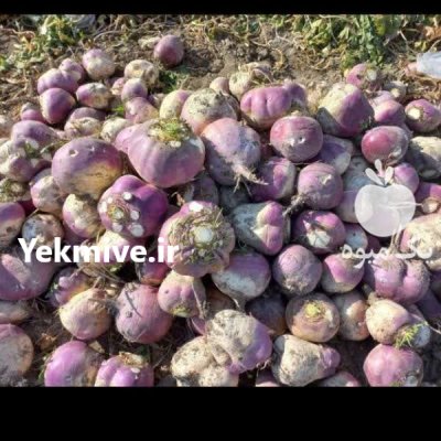 فروش چغندر و شلغم دامی گاو در اصفهان در گروه خرید و فروش چغندر در یکمیوه -عکس3