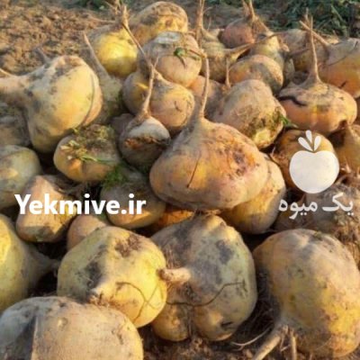 فروش چغندر و شلغم در یزد در گروه خرید و فروش چغندر در یکمیوه -عکس2