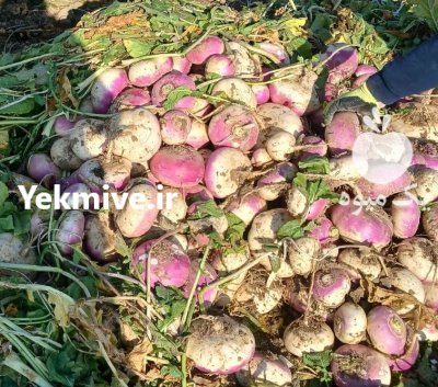 فروش چغندر و شلغم در یزد در گروه خرید و فروش چغندر در یکمیوه -عکس3