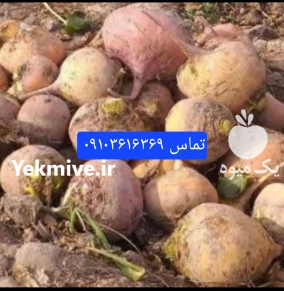 فروش چغندر و شلغم در یزد در گروه خرید و فروش چغندر در یکمیوه -عکس4