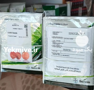 بذر گوجه بدرو در شیراز در گروه خرید و فروش بذر گوجه در یکمیوه -عکس1