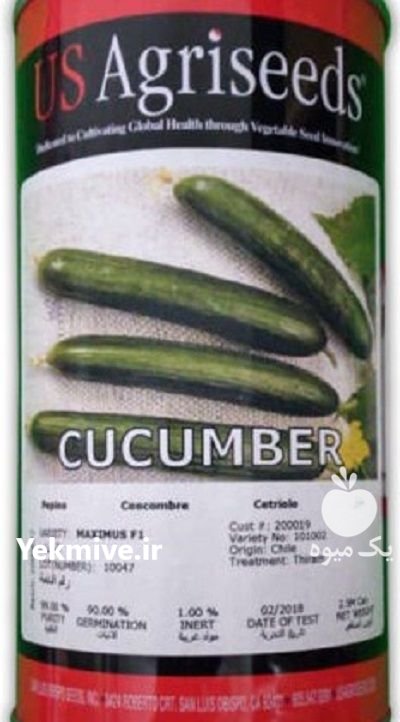 بذر خیار ماکسیموس در بستان در گروه خرید و فروش بذر خیار در یکمیوه -عکس1
