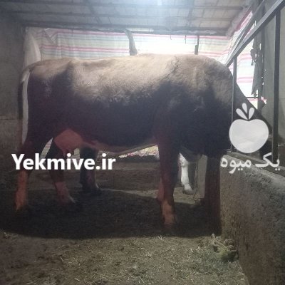 گاو سمینتال در خاروانا در گروه گاو و گوسفند و میش و بز کهره گوساله در یکمیوه -عکس1