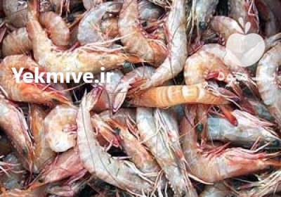 دستگاه شستشوی میگو پاکیزگی سریع حرفه در اصفهان در گروه خرید و فروش تجهیزات ماهی در یکمیوه -عکس1