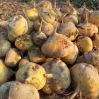 فروش چغندر و شلغم در یزد در گروه خرید و فروش چغندر در یکمیوه