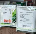 بذر گوجه بدرو در شیراز در گروه خرید و فروش بذر گوجه در یکمیوه