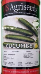 بذر خیار ماکسیموس در بستان در گروه خرید و فروش بذر خیار در یکمیوه