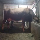 گاو سمینتال در خاروانا در گروه گاو و گوسفند و میش و بز کهره گوساله در یکمیوه