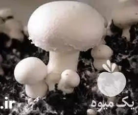 قیمت خرید انواع کمپوست بلوک خاک در کرج در گروه خرید و فروش قارچ در یکمیوه -عکس1