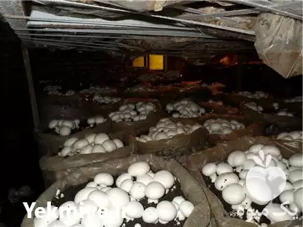 فروش تجهیز راه اندازی سالنهای پرورش در کرج در گروه خرید و فروش کود کمپوست در یکمیوه -عکس1