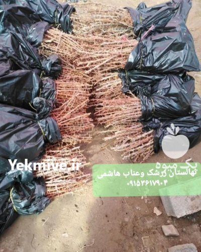 نهالستان زرشک هاشمی در آرین شهر در گروه خرید و فروش نهالستان در یکمیوه -عکس1