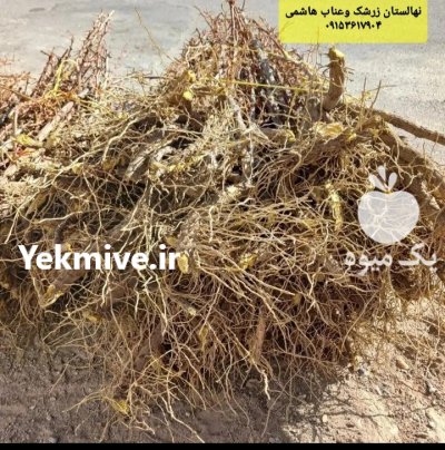 نهالستان زرشک هاشمی در آرین شهر در گروه خرید و فروش نهالستان در یکمیوه -عکس2