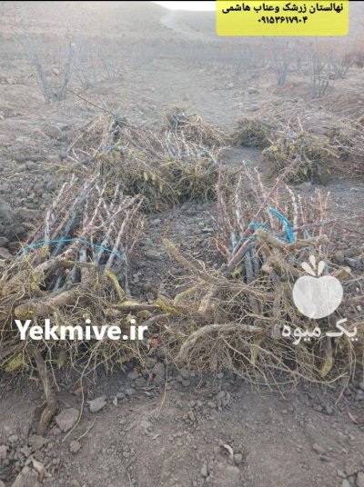 نهالستان زرشک هاشمی در آرین شهر در گروه خرید و فروش نهالستان در یکمیوه -عکس3