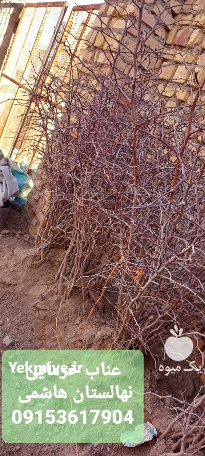 نهالستان زرشک هاشمی در آرین شهر در گروه خرید و فروش نهالستان در یکمیوه -عکس4