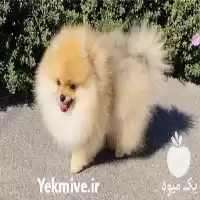 فروش توله سگ پامرانین در تهران در گروه سگ و گربه در یکمیوه
