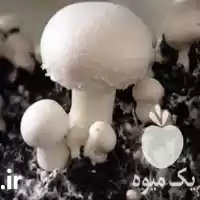 قیمت خرید انواع کمپوست بلوک خاک در کرج در گروه خرید و فروش قارچ در یکمیوه