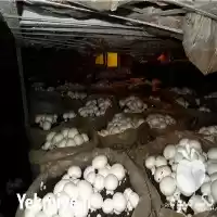 فروش تجهیز راه اندازی سالنهای پرورش در کرج در گروه خرید و فروش کود کمپوست در یکمیوه