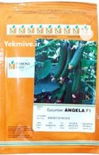 بذر خیار گلخانه زودرس آنجلا در بیستون در گروه خرید و فروش بذر خیار در یکمیوه