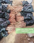 نهالستان زرشک هاشمی در آرین شهر در گروه خرید و فروش نهالستان در یکمیوه