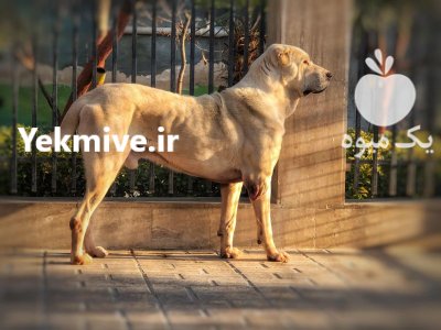 آلابای بالغ ساله اصیل حرفه ای در کوهسار در گروه سگ و گربه در یکمیوه -عکس1