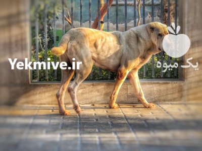 آلابای بالغ ساله اصیل حرفه ای در کوهسار در گروه سگ و گربه در یکمیوه -عکس2