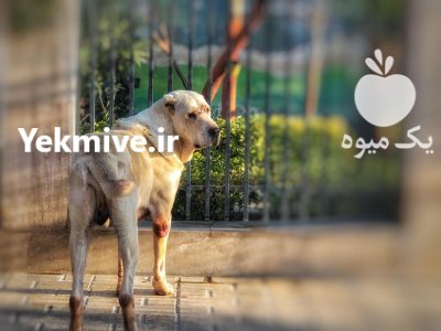 آلابای بالغ ساله اصیل حرفه ای در کوهسار در گروه سگ و گربه در یکمیوه -عکس3