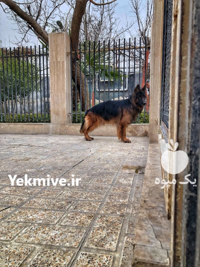 سگ ژرمن شپرد اصیل تضمین سلامت در مراغه در گروه سگ و گربه در یکمیوه -عکس3