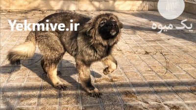توله قفقاز ماده با ویژگی در شهریار در گروه سگ و گربه در یکمیوه -عکس4