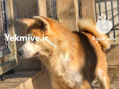 آکیتا ژاپنی اصیل ساله زیبایی قدرت در کرج در گروه سگ و گربه در یکمیوه -عکس1