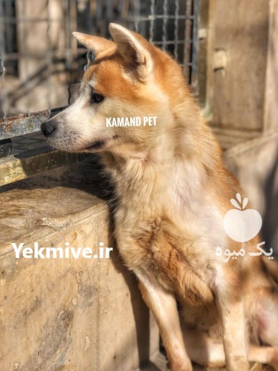آکیتا ژاپنی اصیل ساله زیبایی قدرت در کرج در گروه سگ و گربه در یکمیوه -عکس2