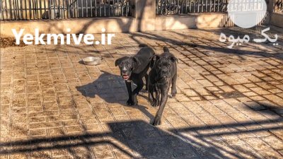 سگ نگهبان کن کورسو نر در تجریش در گروه سگ و گربه در یکمیوه -عکس2