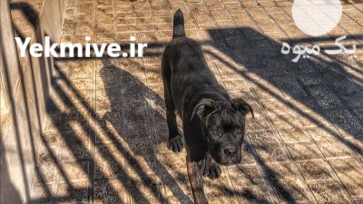 سگ نگهبان کن کورسو نر در تجریش در گروه سگ و گربه در یکمیوه -عکس3