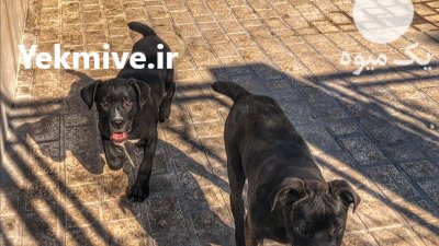 سگ نگهبان کن کورسو نر در تجریش در گروه سگ و گربه در یکمیوه -عکس4