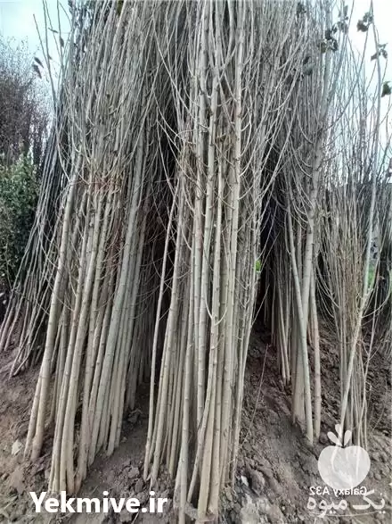 فروش انواع نهال ریشه لخت در شیراز در گروه خرید و فروش نهال در یکمیوه -عکس1