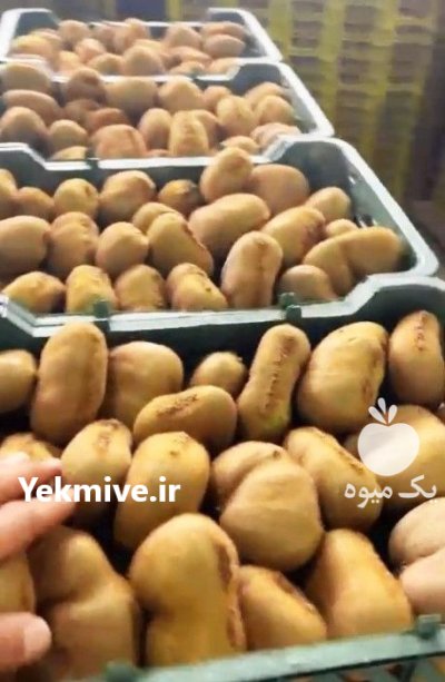 فروش کیوی هایوارد متوسط کیوی دوقلو در تنکابن در گروه خرید و فروش کیوی در یکمیوه -عکس1