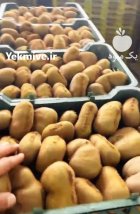 فروش کیوی هایوارد متوسط کیوی دوقلو در تنکابن در گروه خرید و فروش کیوی در یکمیوه