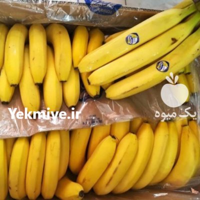 خریدار هفتگی موز 15 تا 2 تن فقط در تهران در گروه خرید و فروش موز در یکمیوه -عکس1