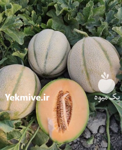 بذر خربزه آبان بذر خربزه در شیراز در گروه خرید و فروش بذر خربزه در یکمیوه -عکس1