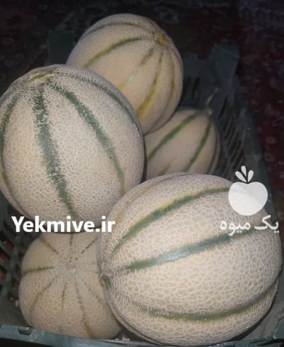 بذر خربزه آبان بذر خربزه در شیراز در گروه خرید و فروش بذر خربزه در یکمیوه -عکس2