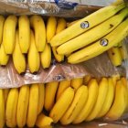 خریدار هفتگی موز 15 تا 2 تن فقط در تهران در گروه خرید و فروش موز در یکمیوه