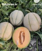 بذر خربزه آبان بذر خربزه در شیراز در گروه خرید و فروش بذر خربزه در یکمیوه
