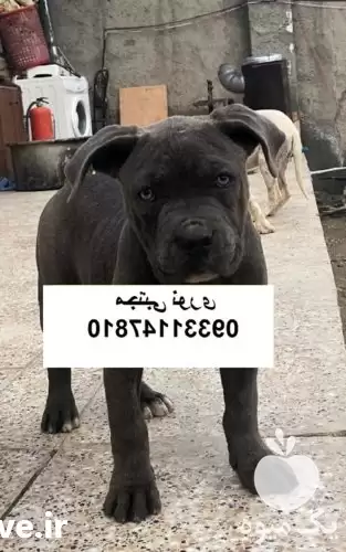 خرید فروش بهترین کیفیت از سگ در مهر در گروه سگ و گربه در یکمیوه -عکس1